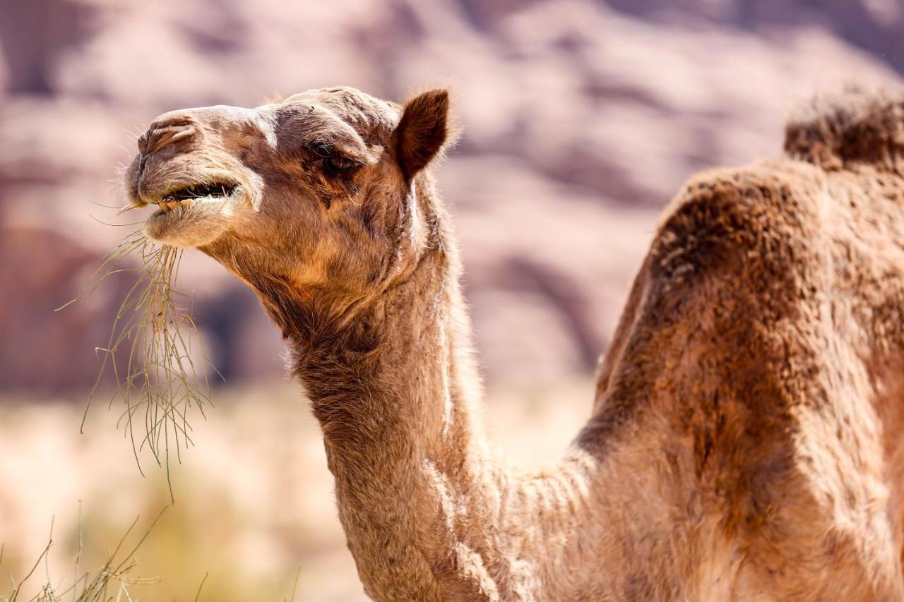 Arena Desert Camp & Adventurers Wadi Rum Esterno foto